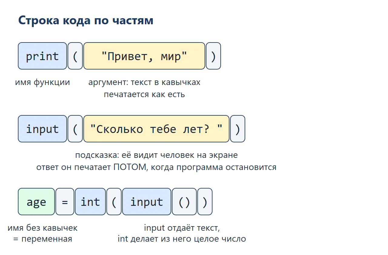 Схема из трёх строк кода, разобранных на части: print — имя функции, текст в кавычках — аргумент; в input в скобках подсказка для человека; age = int(input()) — имя переменной без кавычек, input отдаёт текст, int делает из него число.